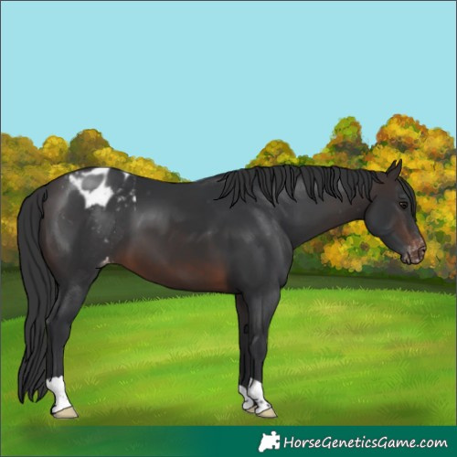Horse Color:Brown Appaloosa 