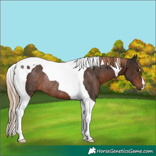 Horse Color:Liver Chestnut Tobiano Rabicano 