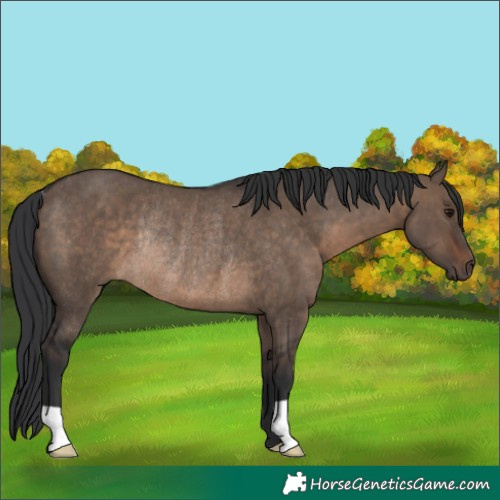 Horse Color:Brown Dun Rabicano 