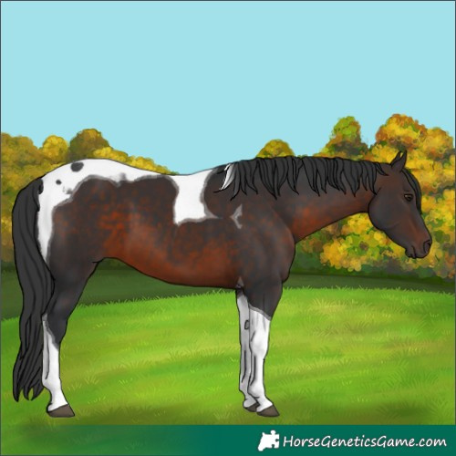 Horse Color:Brown Tobiano