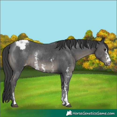 Horse Color:Black Sabino Appaloosa 