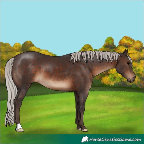 Horse Color:Silver Brown 