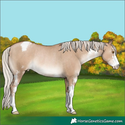 Horse Color:Silver Grullo Pearl Sabino Appaloosa Rabicano