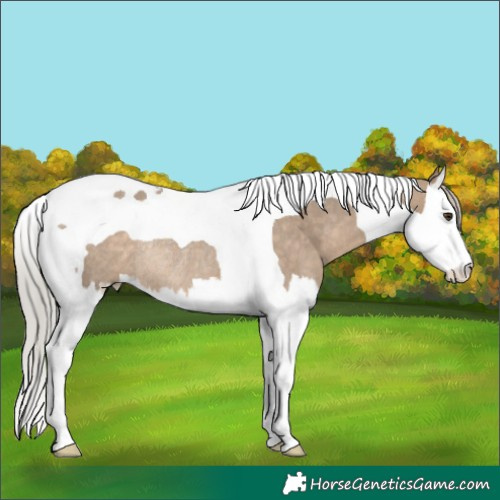 Horse Color:Silver Brown Dun Splash Tobiano Rabicano 