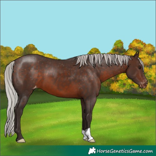 Horse Color:Silver Brown Appaloosa