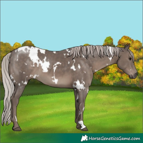Horse Color:White Spotted Silver Black