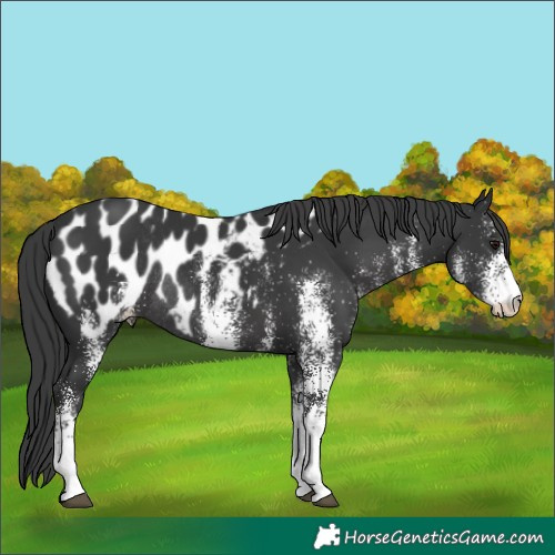 Horse Color:White Spotted Black Appaloosa Rabicano 