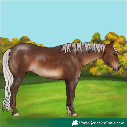 Horse Color:Silver Brown 
