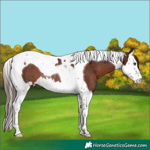 Horse Color:Liver Chestnut Splash Tobiano Rabicano 