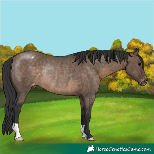 Horse Color:Brown Dun Appaloosa Rabicano 