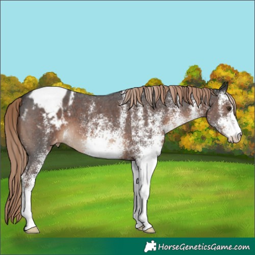 Horse Color:White Spotted Liver Chestnut Appaloosa 