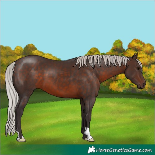 Horse Color:Silver Brown 