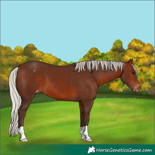 Horse Color:Silver Bay Varnish 