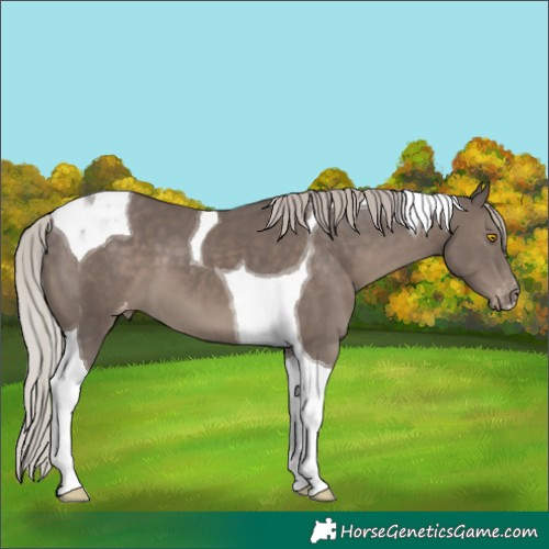 Horse Color:Silver Black Tobiano Appaloosa