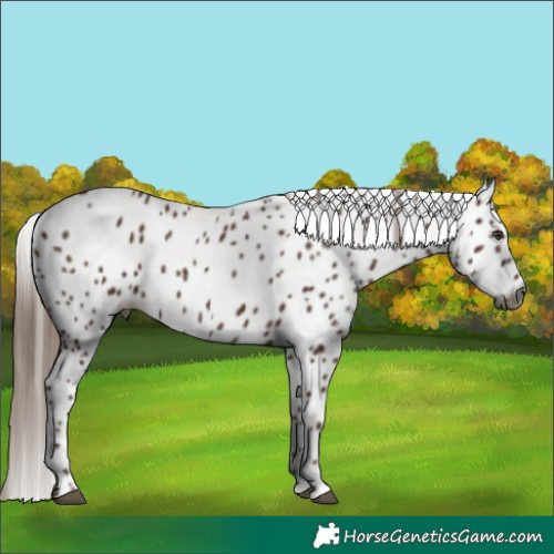 Horse Color:Gray Chestnut Appaloosa 
