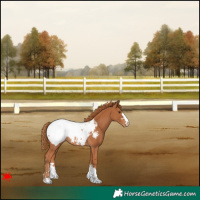 Horse Color:Chestnut Snowcap Rabicano 