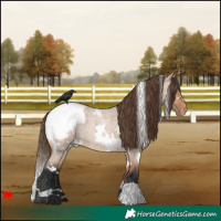 Horse Color:White Spotted Bay Roan Dun Snowcap