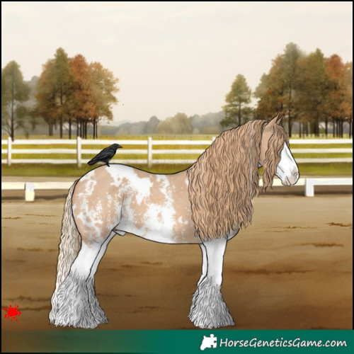 Horse Color:White Spotted Red Dun Sabino Splash