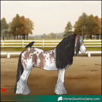Horse Color:White Spotted Bay