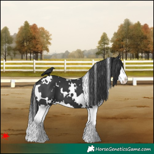 Horse Color:White Spotted Black Splash
