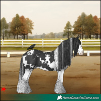 Horse Color:White Spotted Black Splash