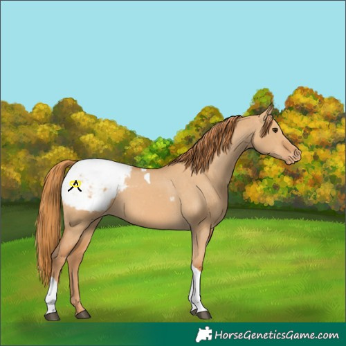 Horse Color:Red Dun Tobiano Appaloosa 