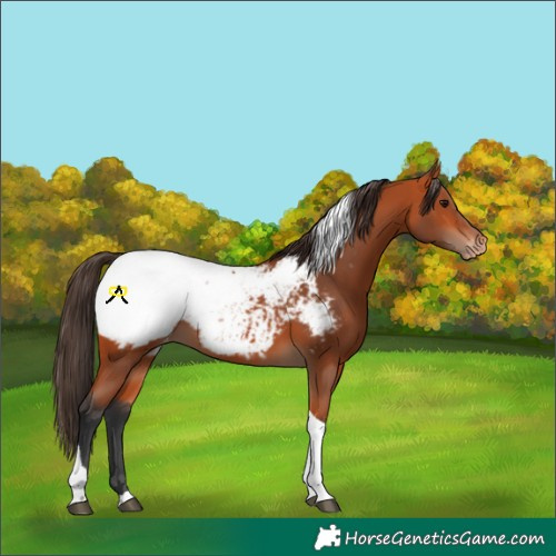 Horse Color:Bay Tobiano Snowcap 