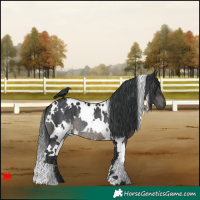 Horse Color:White Spotted Black Rabicano