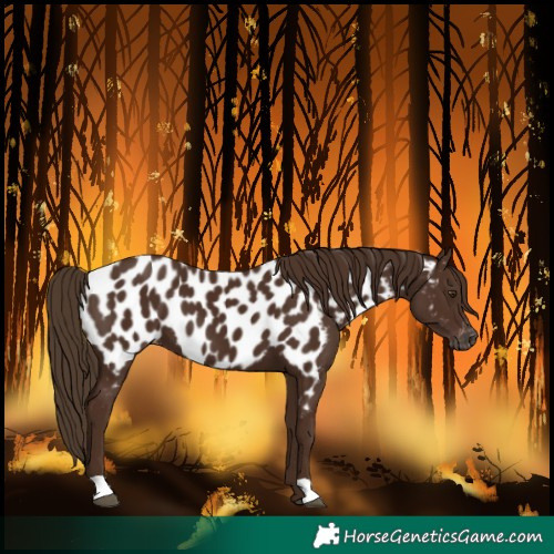 Horse Color:Gray Chestnut Near Leopard