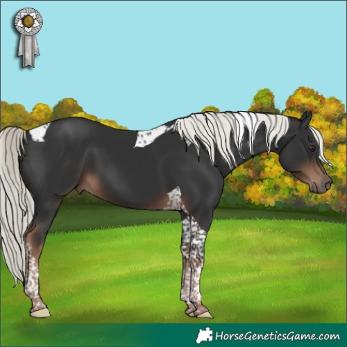 Horse Color:Liver Chestnut Mushroom Tobiano