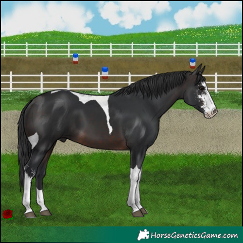 Horse Color:Brown Sabino Tobiano