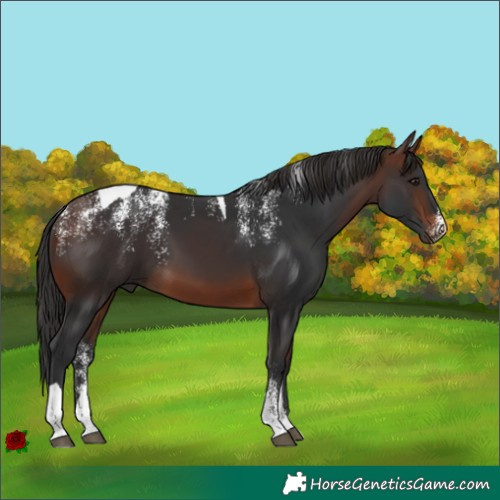 Horse Color:Powder White Brown Tobiano 