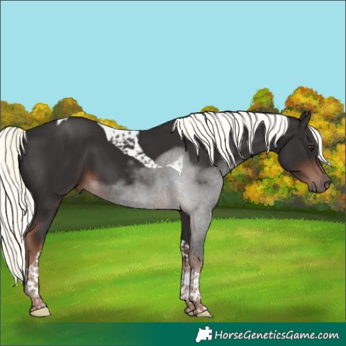 Horse Color:Liver Chestnut Mushroom Tobiano 