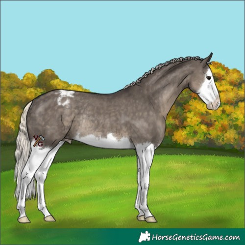 Horse Color:Silver Smoky Grullo Sabino Splash Appaloosa Rabicano
