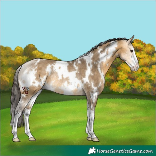 Horse Color:White Spotted Buckskin Dun Sabino Rabicano 