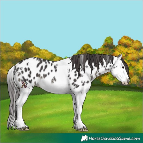 Horse Color:Smoky Black Sabino Splash Appaloosa