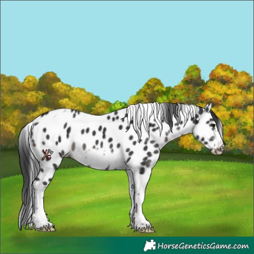Horse Color:Black Sabino Tobiano Frame Appaloosa