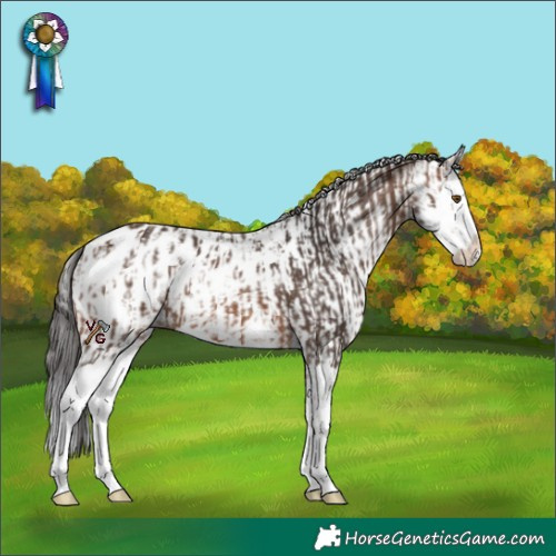 Horse Color:Brown Splash Appaloosa and White Spotted Bay Sabino Splash