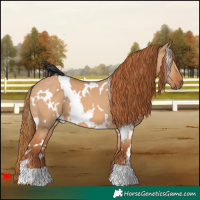 Horse Color:White Spotted Red Dun