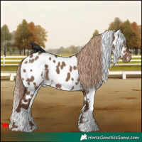 Horse Color:White Spotted Liver Red Dun Near Leopard