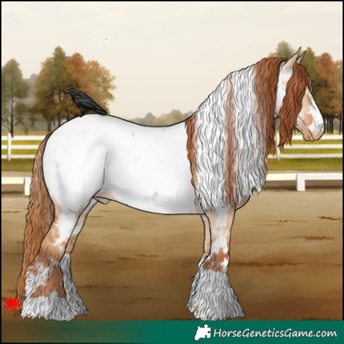 Horse Color:White Spotted Red Dun Appaloosa