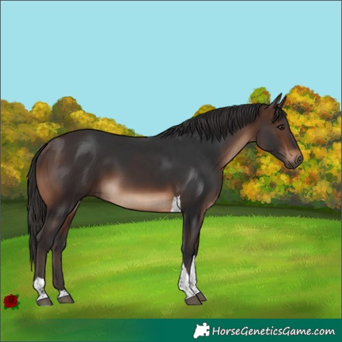 Horse Color:Brown Tobiano 