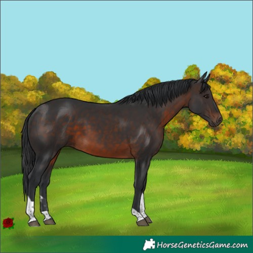 Horse Color:Brown Tobiano