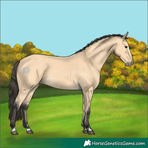 Horse Color:Buckskin