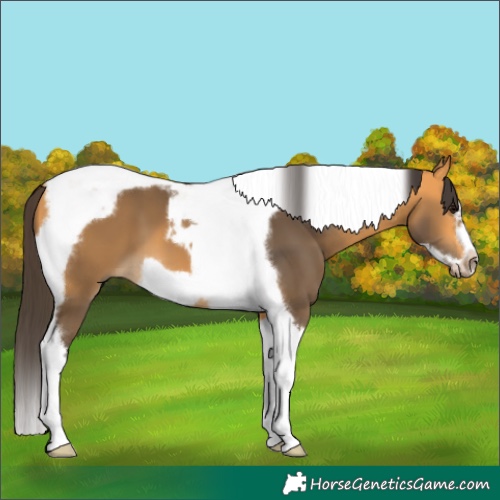 Horse Color:Buckskin Tobiano Frame