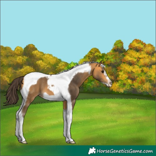 Horse Color:Buckskin Tobiano Frame