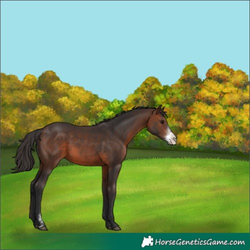 Horse Color:Brown Sabino 