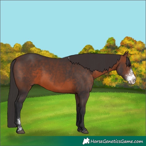 Horse Color:Brown Sabino