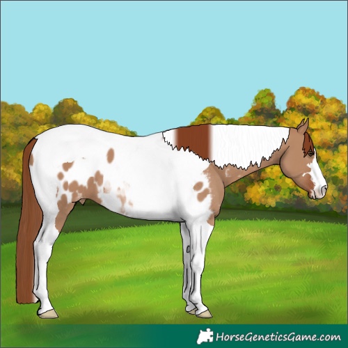 Horse Color:Red Dun Tobiano Blanket