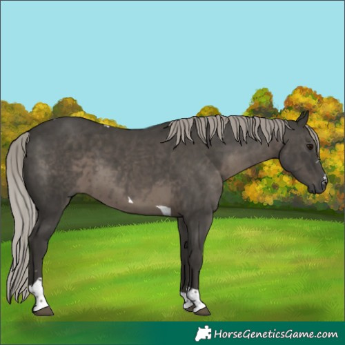 Horse Color:Gray Silver Black Tobiano